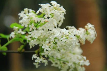 丁香花花语是什么，丁香花的寓意和象征