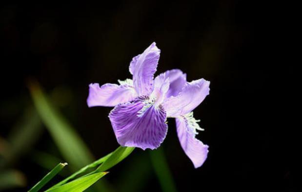 鸢尾花的花语是什么，鸢尾花的寓意和象征