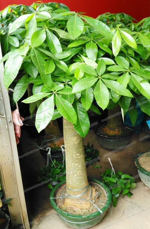 耐阴植物室内盆栽有哪些，盘点最耐阴的十大盆景树