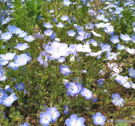 冷门好听的花名花语有哪些，盘点好听又有深意的花名