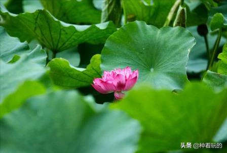 冷门好听的花名花语有哪些，盘点好听又有深意的花名