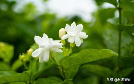 冷门好听的花名花语有哪些，盘点好听又有深意的花名