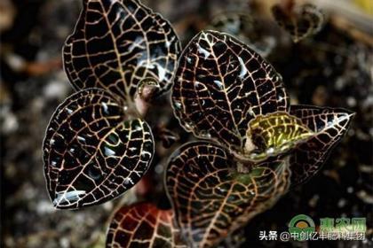 金线莲种植技术方法，金线莲的养殖方法和注意事项