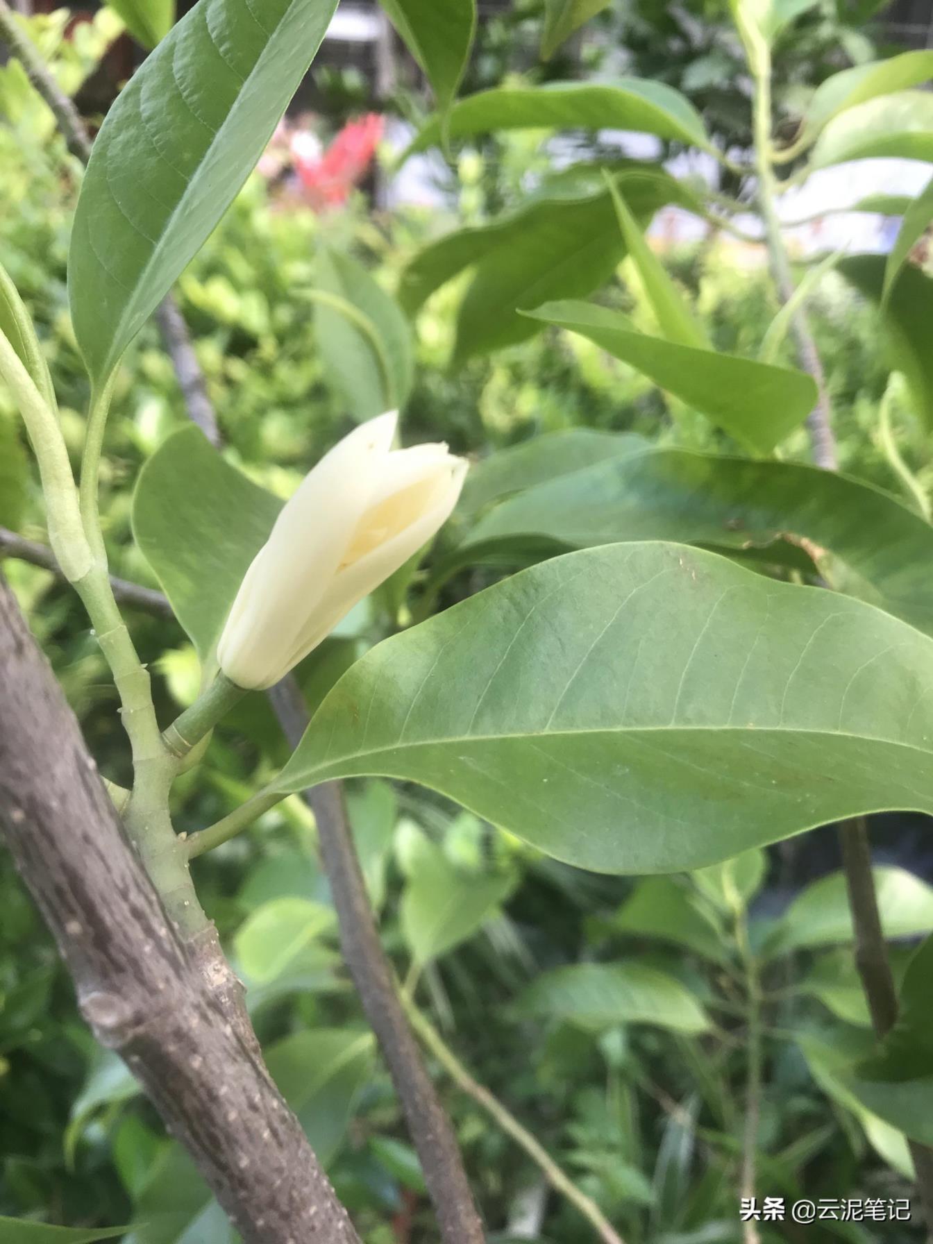 白兰花花语和象征意义，白兰花寓意和典故