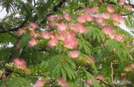 合欢花什么时候开花，合欢花种植方法