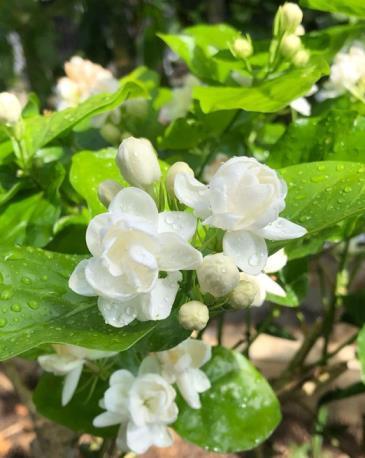 春夏秋冬各开什么花，一年四季代表性的花了解