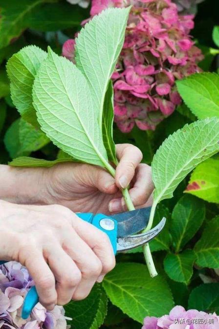 绣球花一年开几次花，绣球花的养殖方法分享