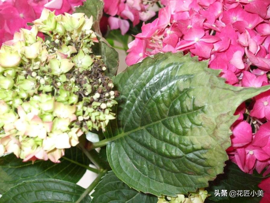 绣球花一年开几次花，绣球花的养殖方法分享