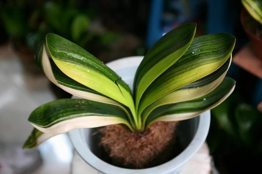 花卉种植技术有哪些，浅谈花卉的种植技巧