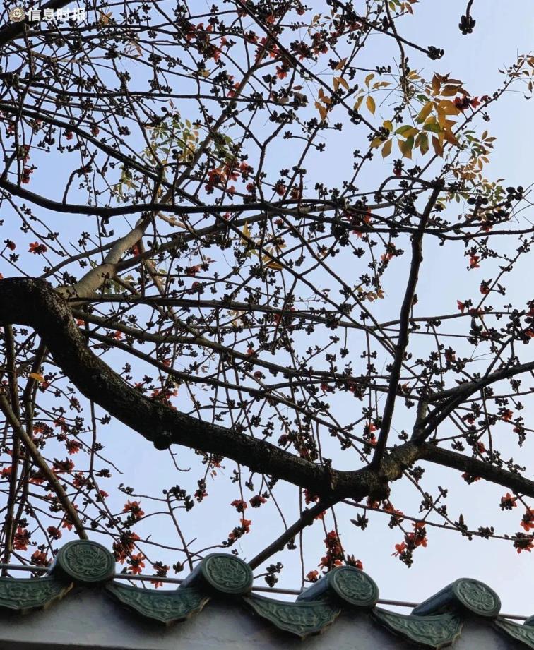 木棉花的花语是什么，木棉花代表的意义