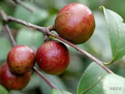 油茶树怎么种植，油茶树的种植方法讲解