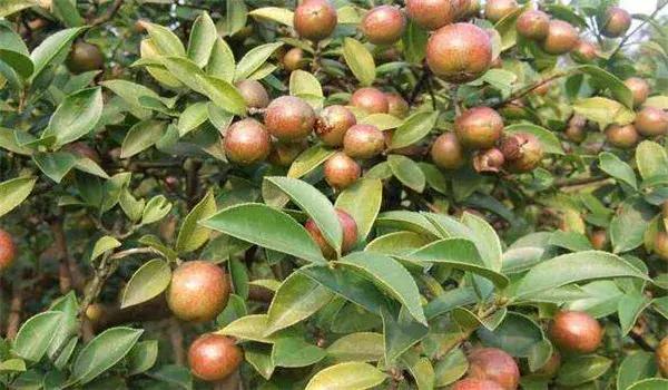 油茶树怎么种植，油茶树的种植方法讲解