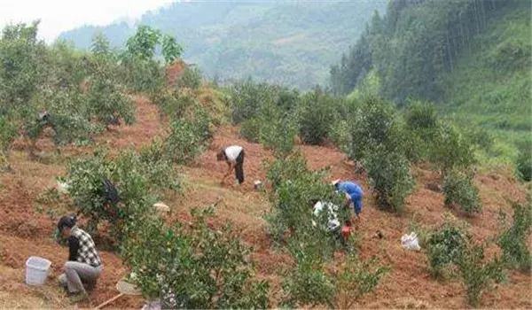 油茶树怎么种植，油茶树的种植方法讲解