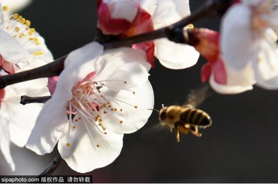 春天里杏花是什么颜色，杏树开花颜色讲解