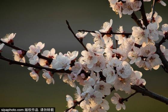 春天里杏花是什么颜色，杏树开花颜色讲解