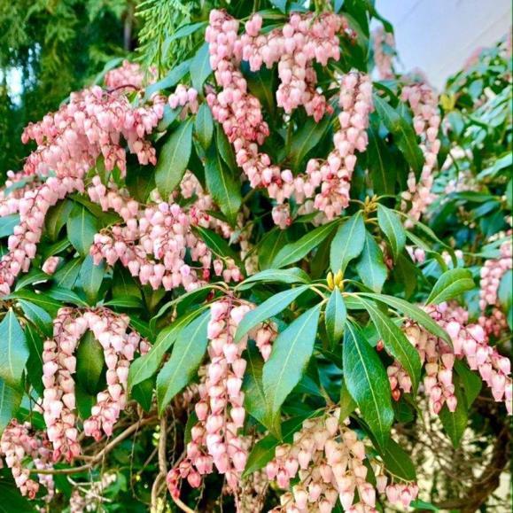 泡泡花是一种什么花，泡泡花品种介绍