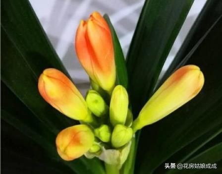 君子兰开花夹箭怎么办，专治君子兰夹箭的小妙招