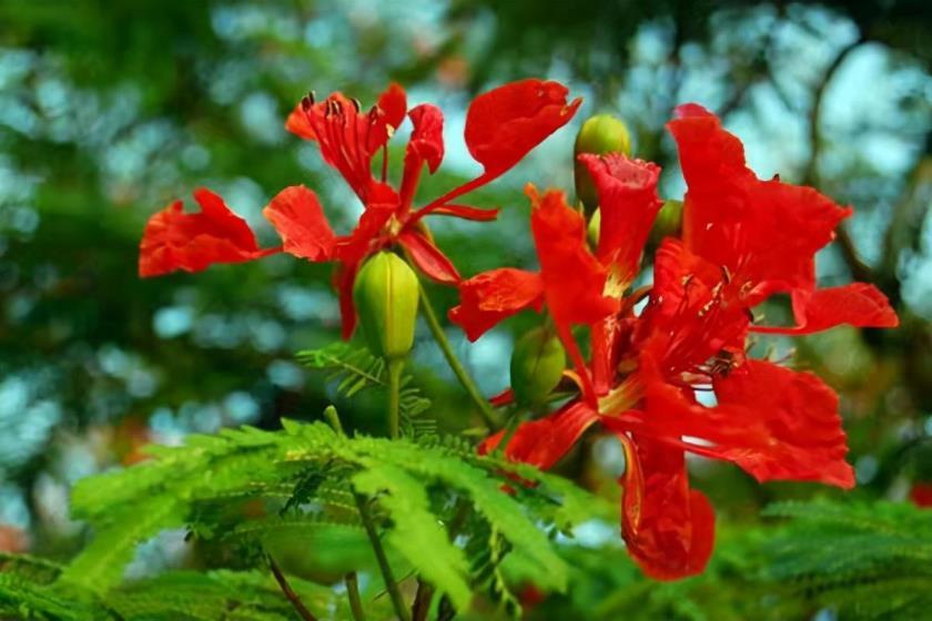 凤凰花花语是什么，凤凰花的寓意和象征