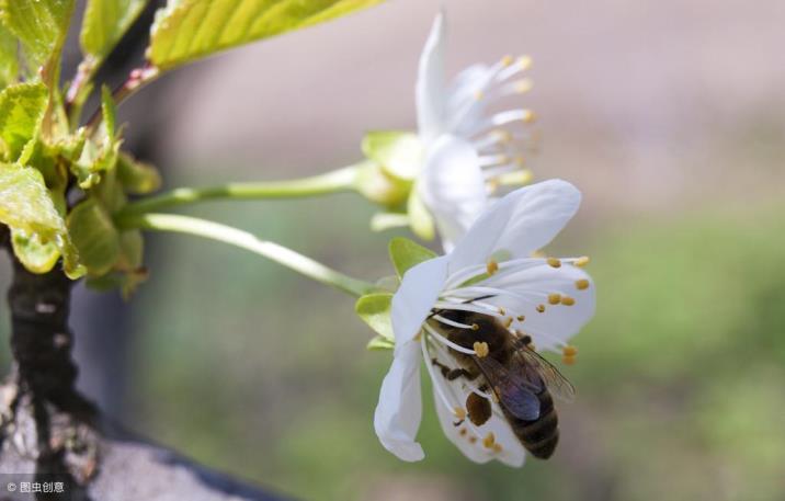 樱桃树怎么种植，樱桃种植方法和注意事项