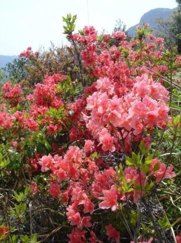 杜鹃花语象征与寓意，象征友谊的植物杜鹃