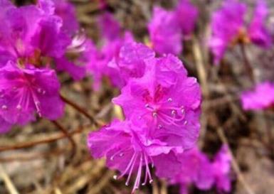 杜鹃花花期怎么养护，杜鹃花养法和注意事项