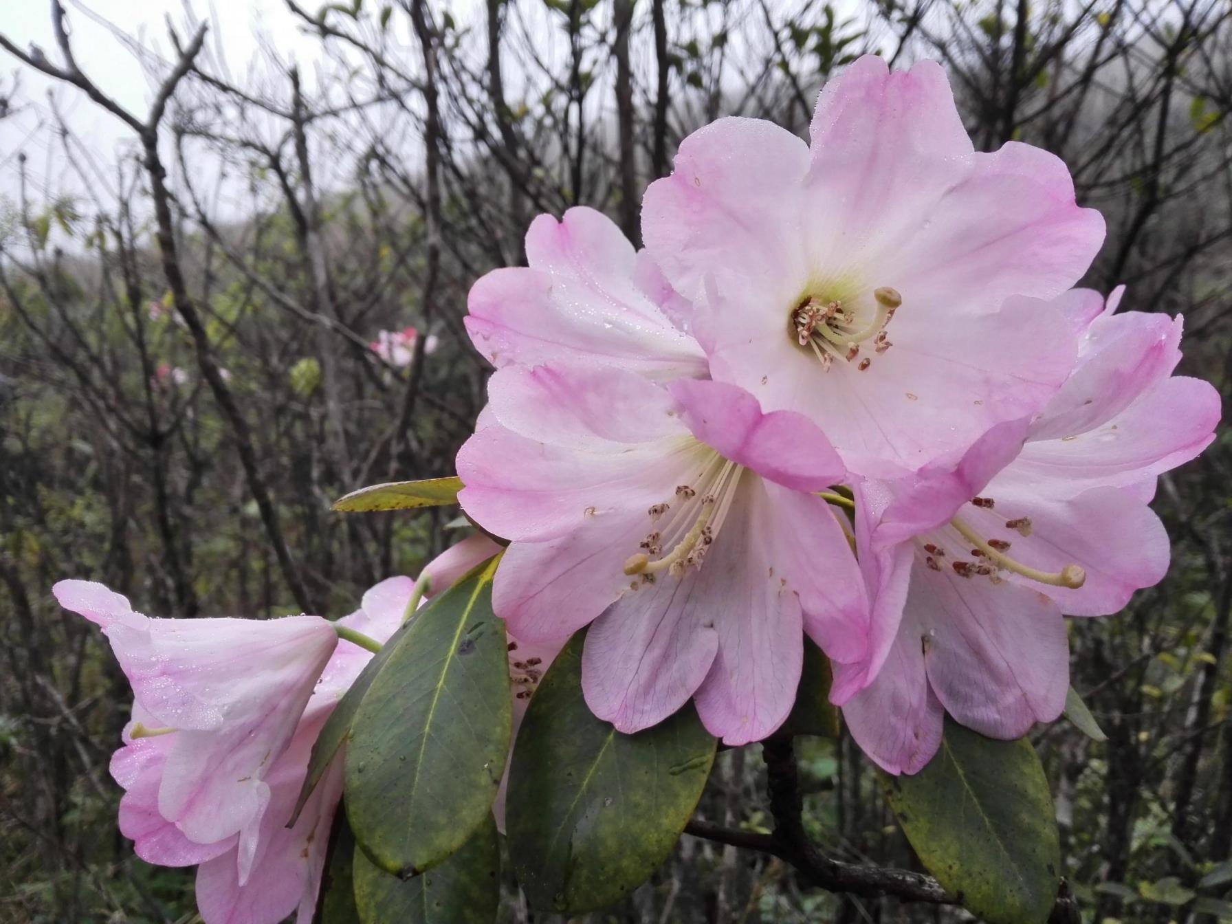 杜鹃花品种有哪些，杜鹃花十大品种排名