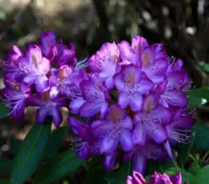 杜鹃花品种有哪些，杜鹃花十大品种排名