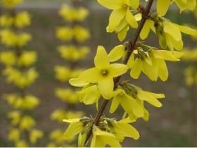 春天开放的花有什么花，春天最具代表性的花介绍