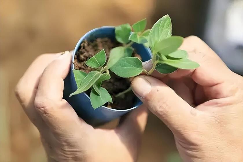 金银花树怎么种植，金银花扦插生根最快方法分享