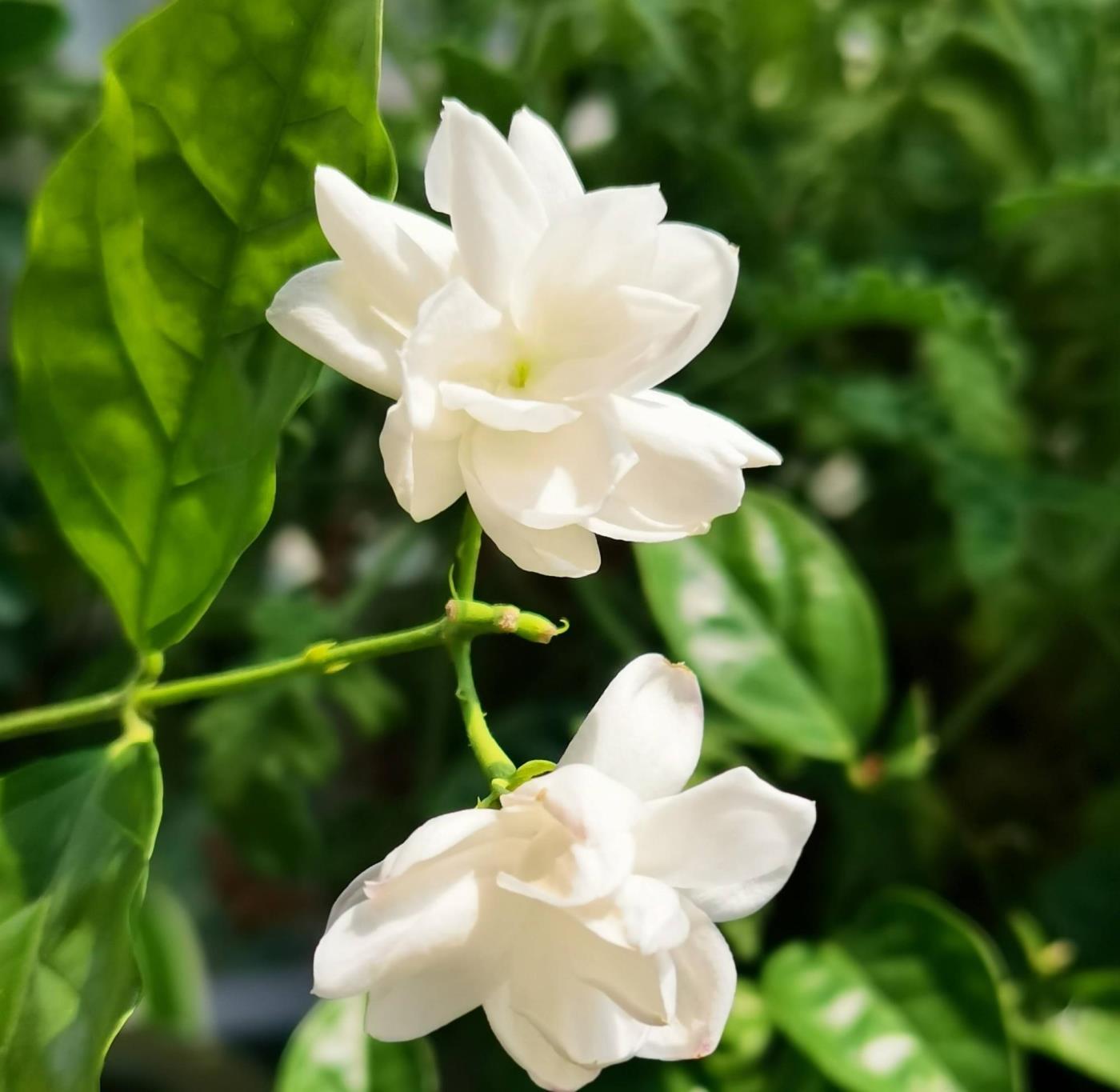 茉莉花怎么养才长得好，分享养茉莉花的三个技巧