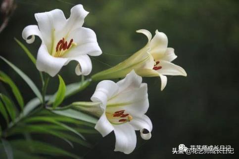 家里不能养百合花吗，不同颜色百合花的寓意