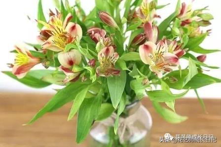 家里不能养百合花吗，不同颜色百合花的寓意