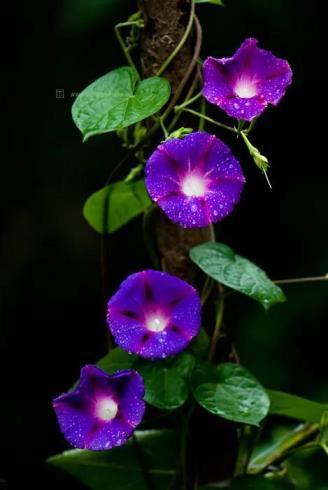 牵牛花花语是什么意思，了解牵牛花的寓意