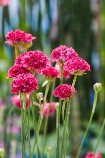 石竹花花语是什么，了解石竹花的寓意和象征