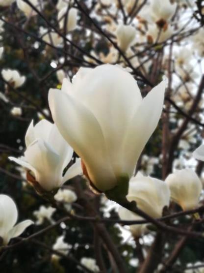 春天开的花有哪些，常见的春天代表性花朵