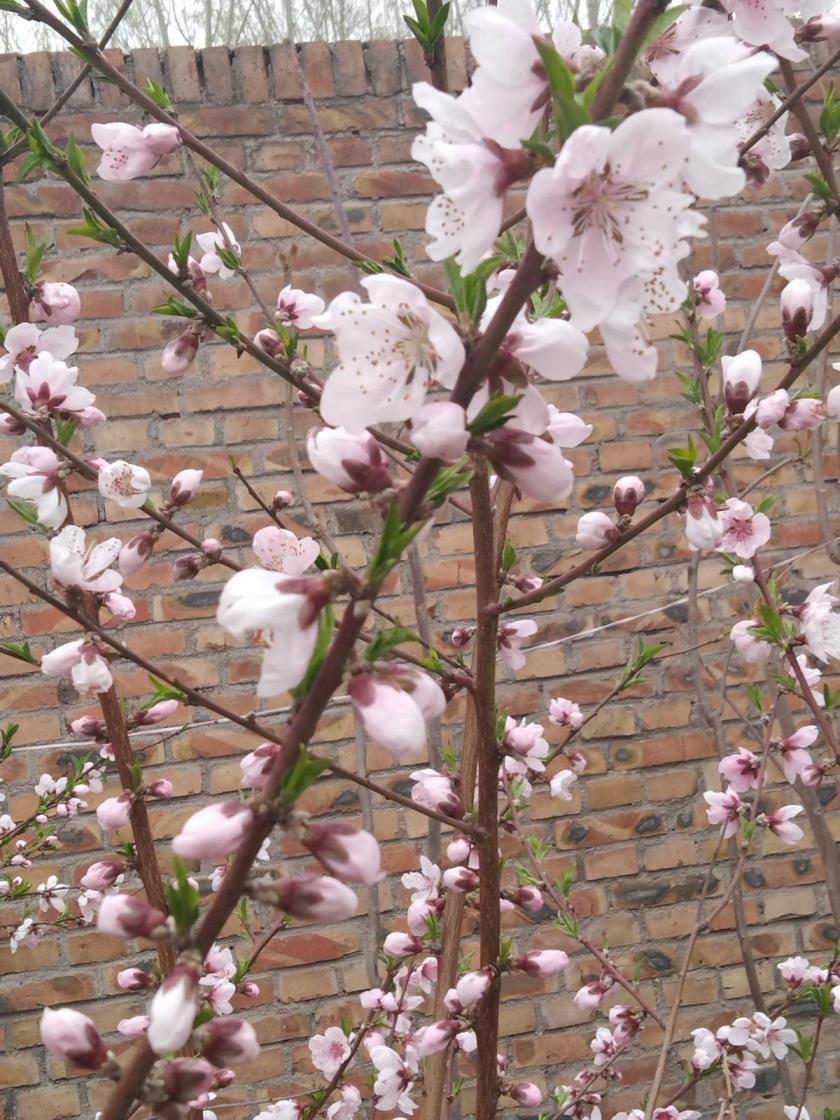 春天开的花有哪些，常见的春天代表性花朵