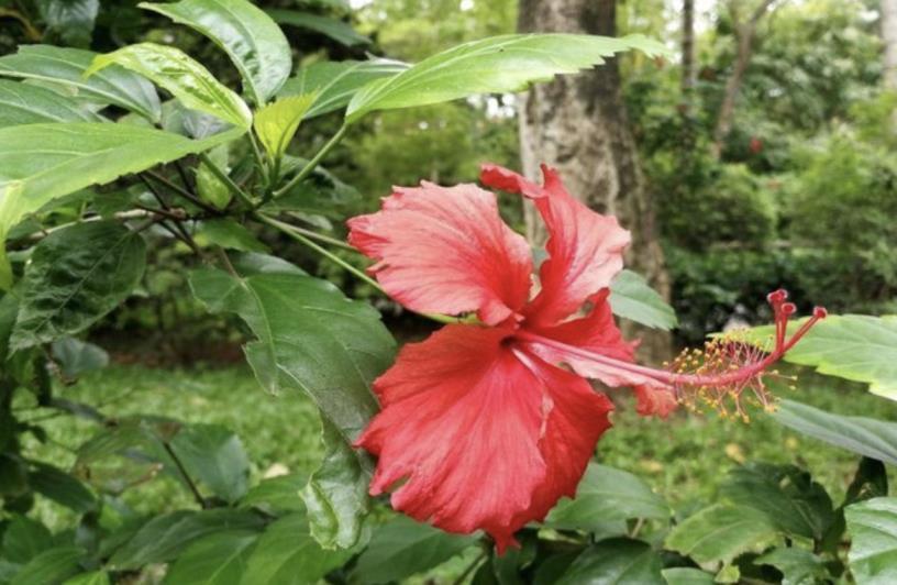 朱槿花什么时候开花，关于朱槿花的花期介绍