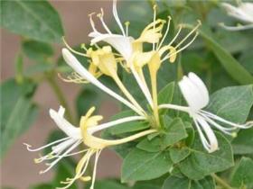 金银花树怎么种植，详解金银花栽培种植技术