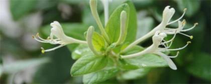 金银花树怎么种植，详解金银花栽培种植技术