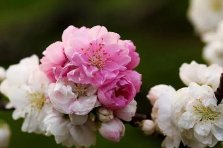 碧桃花期多长时间，浅谈碧桃的观赏价值