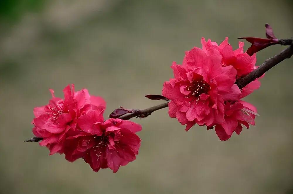 碧桃花期多长时间，浅谈碧桃的观赏价值