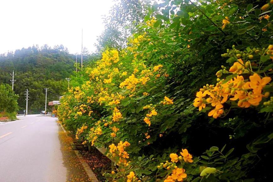 黄花槐什么时候开花，黄花槐的花期介绍