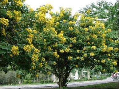 黄花槐什么时候开花，黄花槐的花期介绍