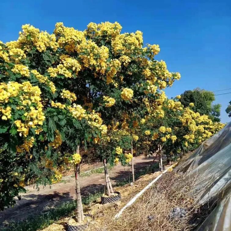 黄花槐什么时候开花，黄花槐的花期介绍