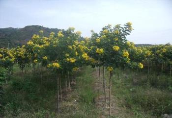 黄槐如何种植方法，黄花槐的种植技术介绍