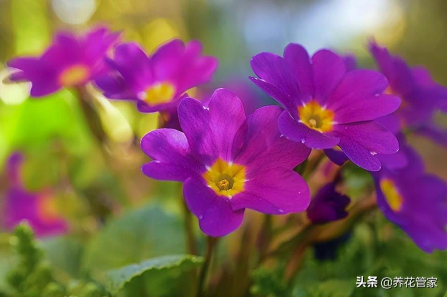 代表爱情的花有哪些，盘点10种象征爱情的花