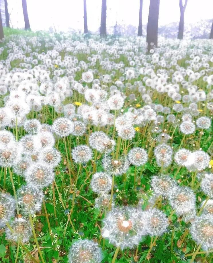 蒲公英的花语是什么，关于蒲公英的象征意义