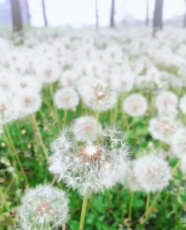 蒲公英的花语是什么，关于蒲公英的象征意义