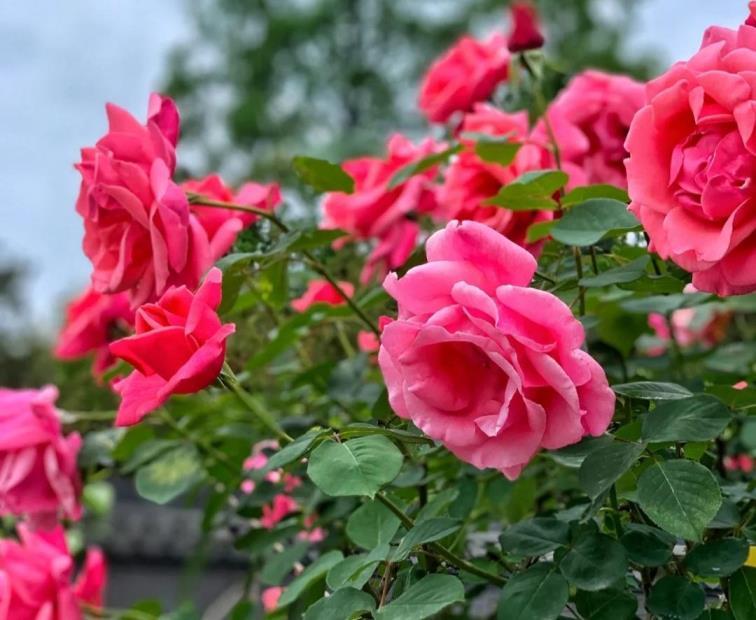 月季花是什么颜色的，12种不同颜色的月季花介绍