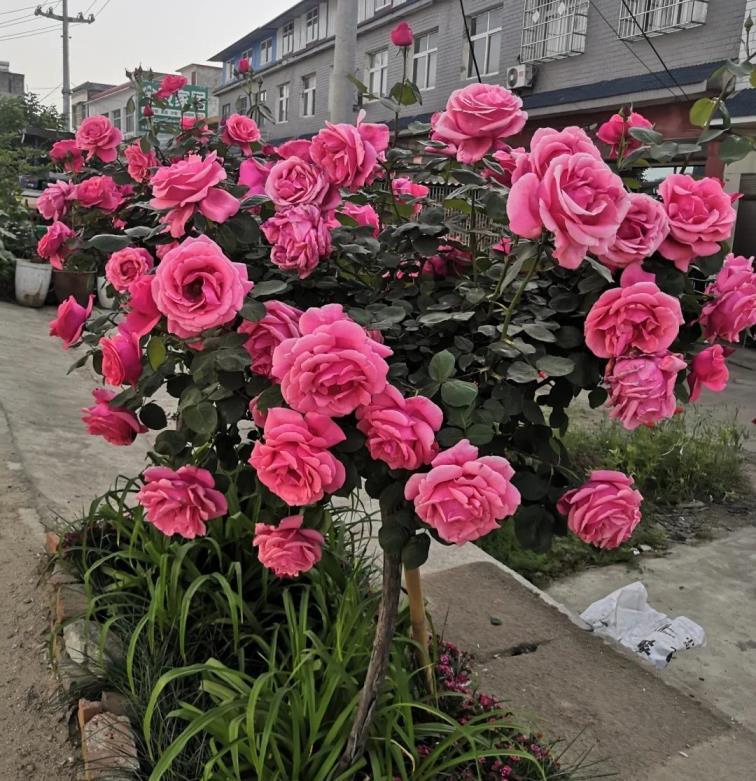 月季花是什么颜色的，12种不同颜色的月季花介绍